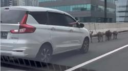 Viral Gerombolan Domba Masuk JLNT Casablanca Bikin Macet, Netizen: Gak Usah ke Taman Safari