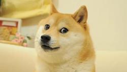 Kabosu Anjing Simbol Kripto Dogecoin Mati, Begini Curahan Sang Pemilik