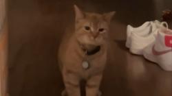 Kucing Viral I Go Meow Mati, Warganet Sedih: Rest in Peace Little Sweetheart