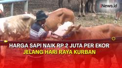 2 Pekan Jelang Hari Raya Kurban, Harga Sapi di Purwakarta Naik Rp2 Juta Per Ekor 