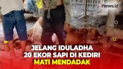 20 Ekor Sapi di Kediri Mati Mendadak Jelang Iduladha, Belum Diketahui Penyebab Pastinya