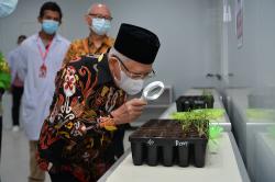 Wapres Ma'ruf Amin Dukung Papua Selatan Jadi Pusat Industri Gula