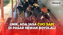 Ada Jasa Cuci Sapi di Pasar Hewan Boyolali, Dipercaya Mampu Menaikkan Harga Jual