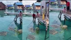 Viral, Warga Pulau Derawan Punya Kebiasaan Unik Sering Kasih Makan Penyu di Belakang Rumah 