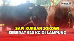 Penampakan Sapi Kurban Jokowi yang Berbobot 920 Kg di Lampung