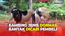 Laris Manis! Jelang Idul Adha Kambing Jenis Dormas Banyak Dicari Pembeli