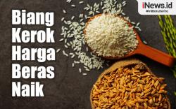Infografis Biang Kerok yang Membuat Harga Beras Melambung Tinggi