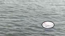 Semarang Geger, Mayat Perempuan Ditemukan Mengapung di Dermaga Tambaklorok<