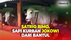 Jokowi Beli Sapi Kurban dari Peternak di Bantul, Diberi Nama Satrio Bimo Seberat Hampir 1 Ton