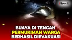 Sempat Gegerkan Warga Sumsel, Buaya yang Muncul di Tengah Permukiman Berhasil Ditangkap
