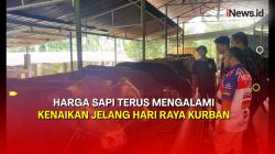 Harga Sapi di Banjarnegara Naik hingga Rp5 Juta Per Ekor Jelang Hari Raya Kurban 