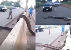 Merinding! Ular Anakonda Besar Menyeberangi Jalan Raya, Bikin Lalu Lintas Macet