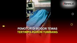  Hujan Disertai Angin Kencang di Bogor, Pemotor Tewas Tertimpa Pohon Tumbang 