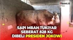 Presiden Jokowi Beli Sapi Simmental Milik Mbah Tukiyar dengan Bobot 828 Kg