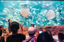 Momen Anak Pesisir Ikuti Wisata Edukasi Mengenal Biota Laut 