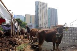 Potret Penjualan Sapi Kurban Harga Rp18 Juta - Rp40 Juta