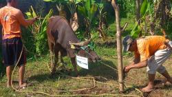 MNC Land dan MNC Peduli Sembelih Sapi Kurban di Cigombong Bogor