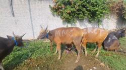 MNC Peduli Salurkan Hewan Kurban ke Masjid Al-Hidayah Depok