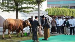 Sapi Kurban Jokowi Jadi Tontonon Warga, Disembelih Besok di Islamic Center Semarang<