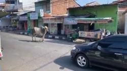 Sapi Berbobot 1 Ton Mengamuk Kabur ke Jalan Raya di Semarang, 1 Orang Terluka<
