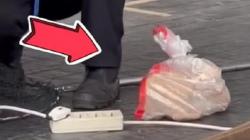 Heboh Kucing Liar di GBK Dimasukkan ke Plastik, Pengelola Beri Penjelasan