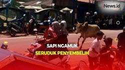 Momen Sapi Kurban di Agam Ngamuk dan Seruduk Penyembelih 