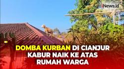 Diduga Panik saat Mau Disembelih, Domba Kurban di Cianjur Kabur ke Atas Genting Rumah Warga