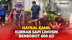 Haykal Kamil Kurban Sapi Limosin Berbobot 600 Kg