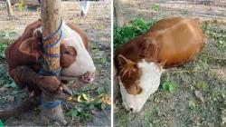 Viral Sapi Kurban Mati Terlilit Tali sebelum Disembelih di Gunung Kidul, Warganet Prihatin: Ikut Sedih