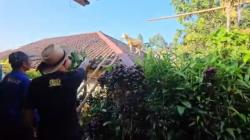 Viral Hewan Kurban Kabur ke Genting Rumah Warga di Cianjur, Dievakuasi Gunakan Tangga<