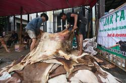 Meraup Cuan dari Kulit Hewan Kurban