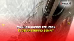 Momen Damkar Evakuasi Anak Kucing yang Terjebak di Celah Dinding Sempit