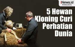 Infografis 5 Hewan Hasil Kloning yang Sukses Mencuri Perhatian Dunia 