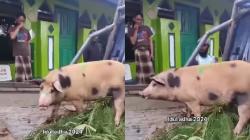 Viral Ustaz di Papua Dapat Kiriman Babi untuk Hewan Kurban dari Pria Baru Mualaf<