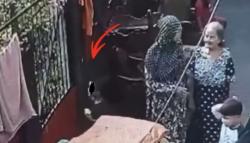 Viral Bocah 7 Tahun Digigit Anjing di Kebayoran Lama, Matanya Terluka