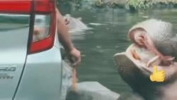 Polres Bogor Buru Pengunjung Taman Safari yang Lempar Sampah ke Mulut Kuda Nil