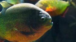 Ikan Baru Mirip Piranha Ditemukan di Sungai Amazon, Dijuluki Mata Sauron