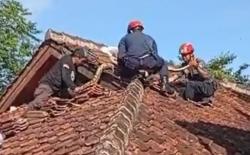 Petugas Damkar Digigit Piton saat Proses Evakuasi di Gedung Politeknik Sukabumi 