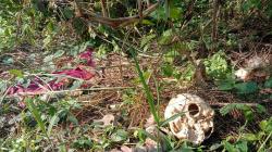 Sukabumi Gempar, Tulang Berulang Manusia Ditemukan di Semak Belakang Perumahan Warga<