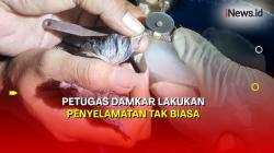 Momen Petugas Damkar Rembang Potong Cincin yang Menjepit di Kaki Burung Perkutut