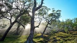 Desa di NTT Harus Dikunjungi Minimal Sekali Seumur Hidup, Suasananya Sejuk sering Tertutup Kabut