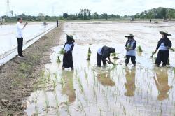 Jokowi Cek Beras di Kalteng: Kelebihan Produksi Nanti Dibawa ke IKN