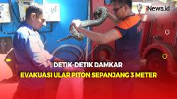 Penangkapan Ular Piton Sepanjang 3 Meter di Pet Shop Parepare Berlangsung Dramatis 