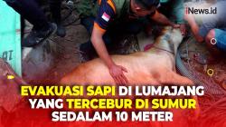 Sapi di Lumajang Tercebur Sumur Sedalam 10 Meter, Petugas Evakuasi Selama Dua Jam