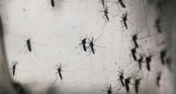 Waspada Infeksi Virus West Nile yang Mewabah di Israel, Ketahui Cara Pencegahannya!