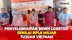 Benih Lobster Senilai Rp1,6 Miliar Diamankan di Bandara YIA, Bakal Dikirim ke Vietnam