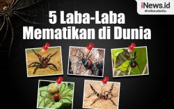 Infografis 5 Laba-Laba Mematikan di Dunia