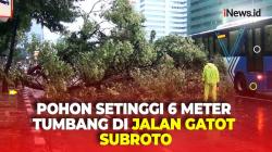 Detik-Detik Pohon Setinggi 6 Meter Tumbang Tutup Jalan Gatot Subroto Jakarta