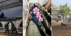 Dinda Hauw Dilarikan ke Rumah Sakit Jatuh saat Berkuda
