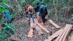 Polisi Tangkap Pelaku Pembalakan Liar di Tahura Bukit Menumbing Mentok